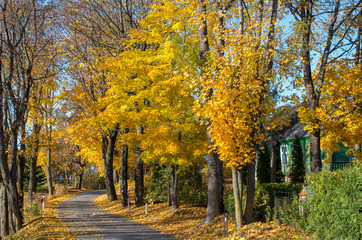 Colorful autumn trees on Lithuania village road