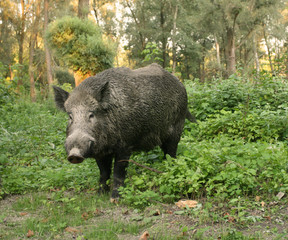 Portrait of wild boar in forest
