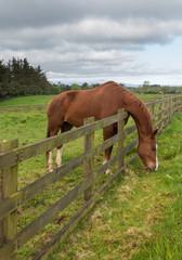 Naklejka premium Brown horse stretches to reach grass