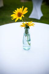 Gelbe Blumen am Tisch