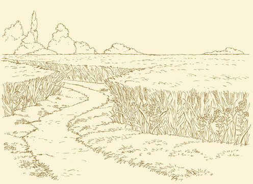 Vector summer landscape. Path through fields of wheat