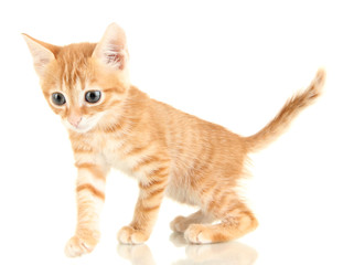 Cute little red kitten isolated on white
