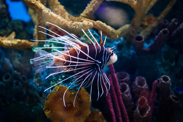 Beautiful Lionfish (Pterois) Swimming Alone in an Aquarium