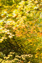 Fototapeta premium autumn garden