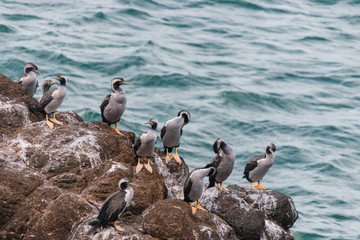 spotted shags on cliff ledge