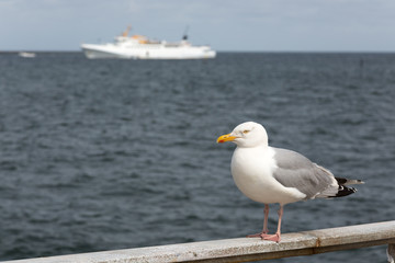 Möwe