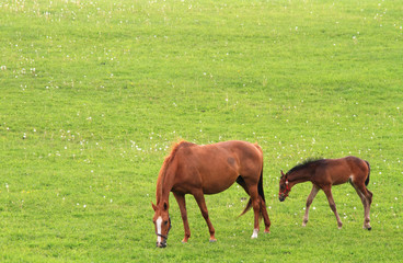 草原と馬の親子