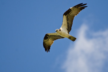 Osprey Flying in a Blue Sky