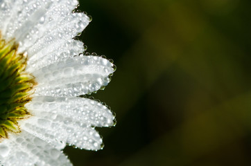 Dew Drops Forming on Flower