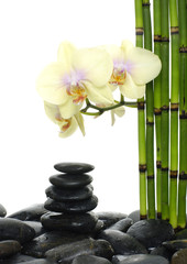 Fototapeta na wymiar bamboo grove and pink orchid on pebble