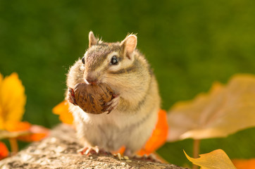 胡桃を食べるシマリス © stockfoto
