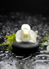 white orchid and branch green ivy on stone in water drops