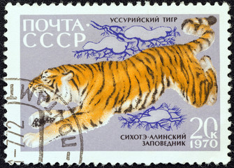Siberian tiger (USSR 1970)