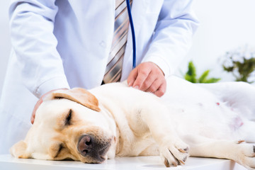 vet checks the health of a dog