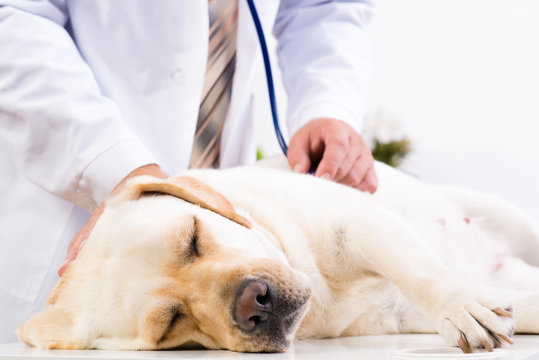 Vet Checks The Health Of A Dog