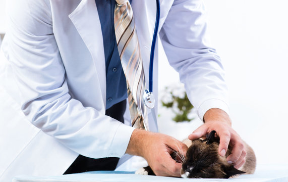 vet checks the health of a cat