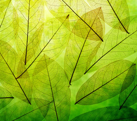 Obrazy na Plexi  Zielone liście tło vintage