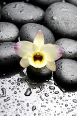Fototapeta na wymiar Spa still life with hot stones and orchid with bamboo leaves