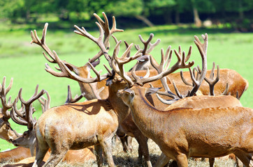 herd of deer