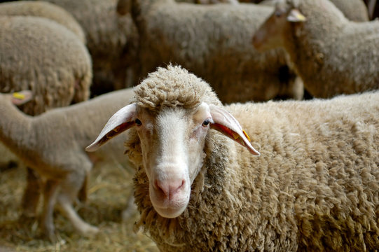 Sheep in herd on farm