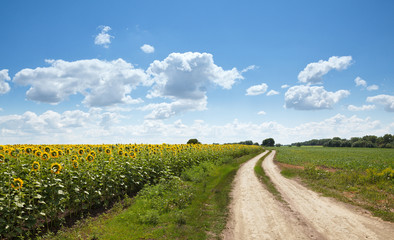 Fototapeta na wymiar Rural road at sunflowers field
