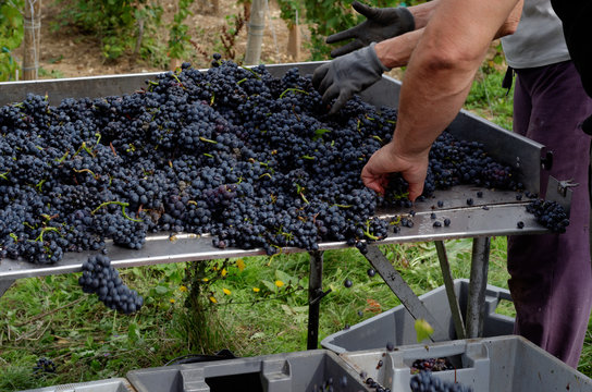 VENDANGES