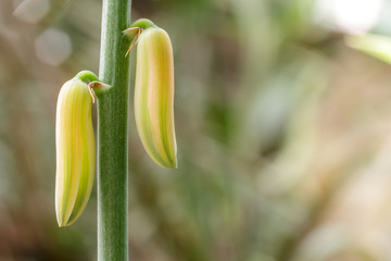 Obraz premium Blooming Aloe Vera flower in garden.