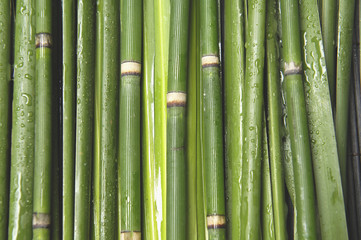 High green bamboo thin Jungle- nature background