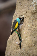 Hooded parrot, Psephotus dissimilis