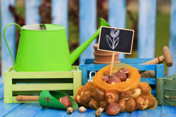 Garden, gardening, planting - bulbs of spring flowers ready for