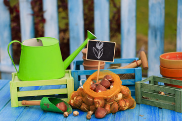 Garden, gardening, planting - bulbs of spring flowers ready for