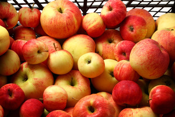 Red apples