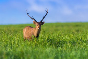 Male hog deer stand alone on grassland