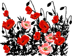 red and black poppy flowers on white