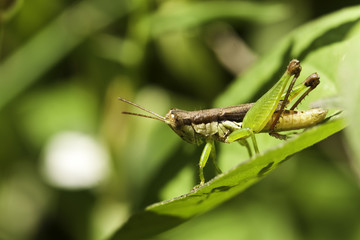 grasshopper on grass