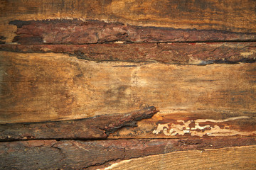 Naklejka premium Tekstura drewna