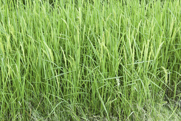 Obraz premium Rice fields