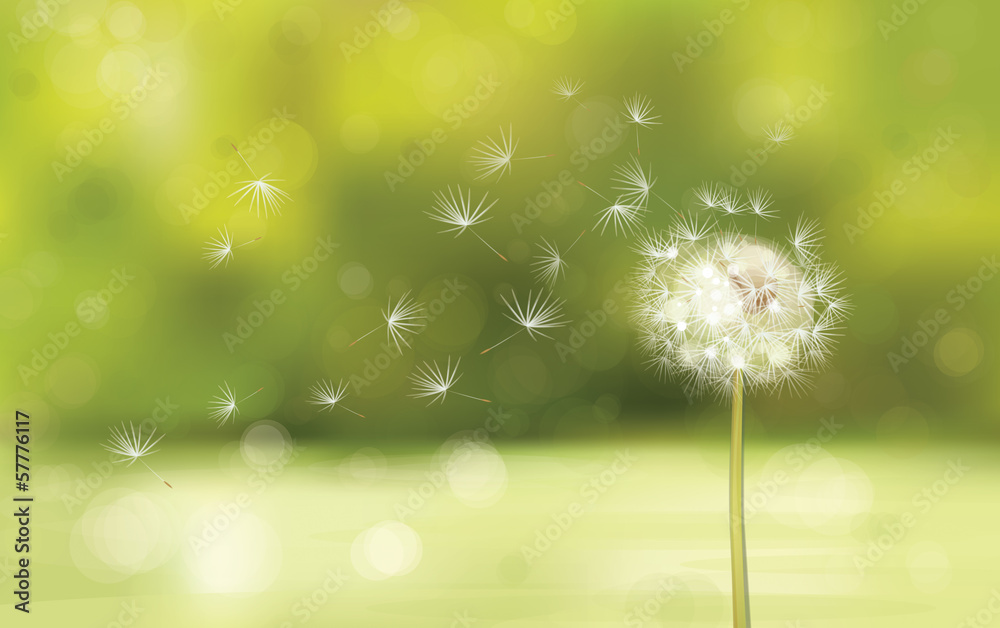 Wall mural vector of spring background with white dandelion.