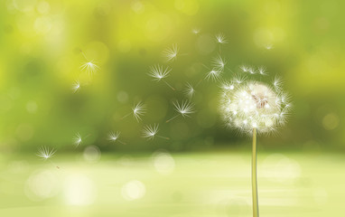 Fototapeta premium Vector of spring background with white dandelion.