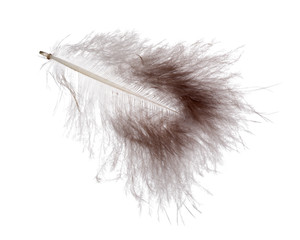 dark grey fluffy feather isolated on white