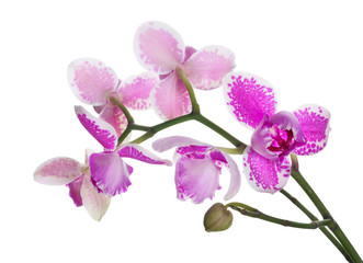 Fototapeta premium three petals orchids on branch