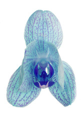 semi-open blue orchid flower on white