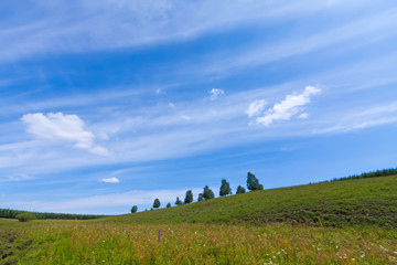 Fototapeta na wymiar beautiful grassland landscape in summer