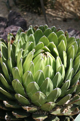 Obraz premium Cactus Variedad Agave Victoriae Reginae