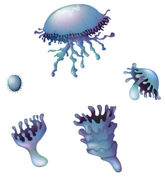 Life cycle of a jellyfish
