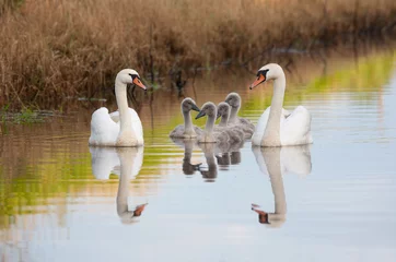 Deurstickers Mute swan family enjoying summer evening © indukas