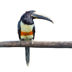 Black-necked Aracari