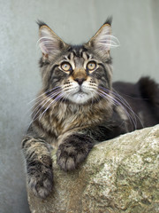 maine coon cat on the stone