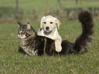 cat and dog friends