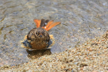 水浴びするジョウビタキ